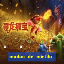 mudas de mirtilo em porto alegre