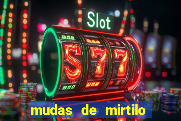 mudas de mirtilo em porto alegre