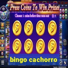 bingo cachorro