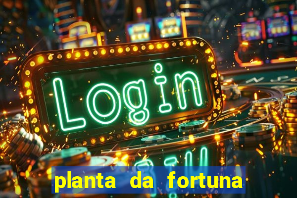 planta da fortuna e felicidade