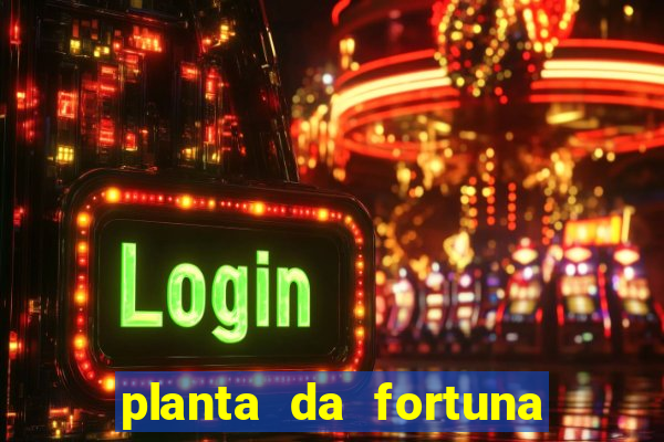 planta da fortuna e felicidade