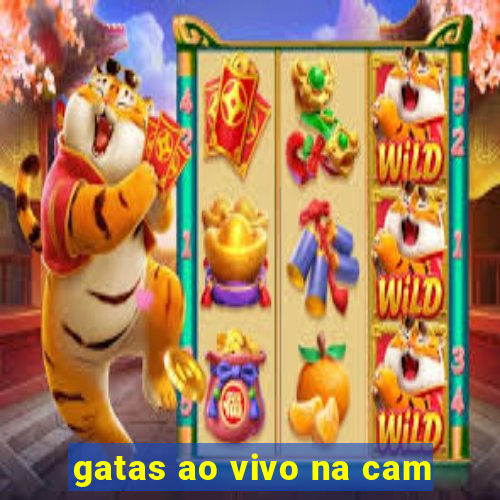 gatas ao vivo na cam