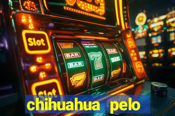 chihuahua pelo longo pre莽o