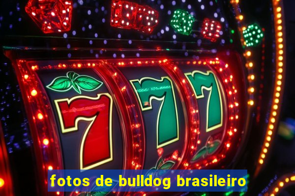 fotos de bulldog brasileiro