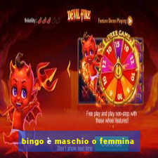 bingo è maschio o femmina