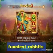 funniest rabbits