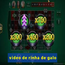 video de rinha de galo