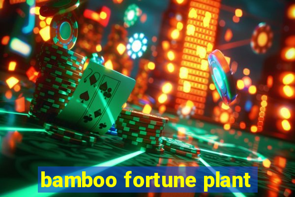 bamboo fortune plant