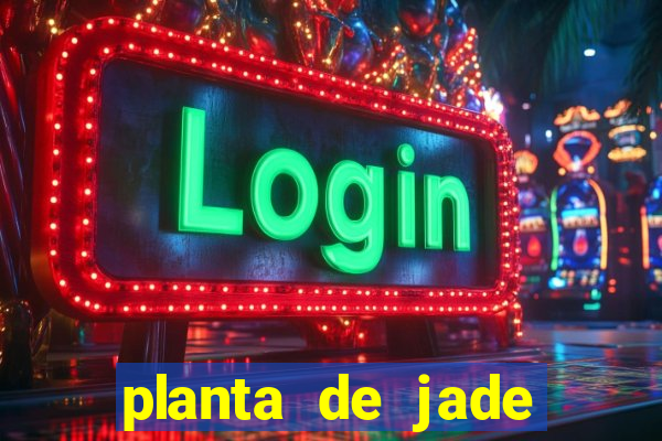 planta de jade significado espiritual