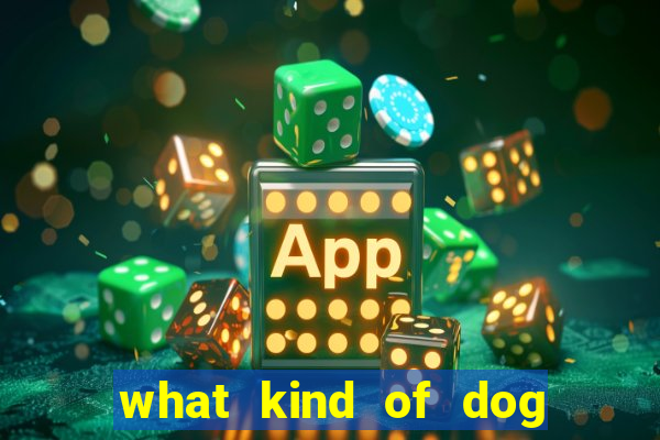 what kind of dog is bingo from bluey