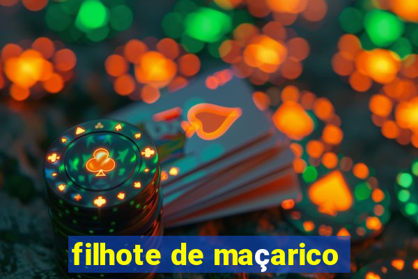 filhote de maçarico