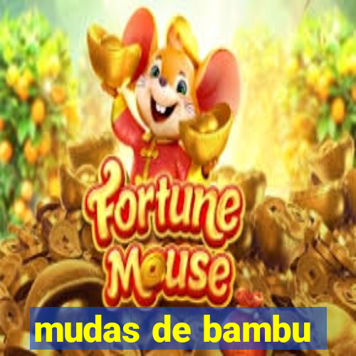 mudas de bambu