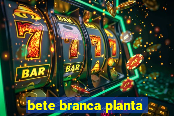 bete branca planta