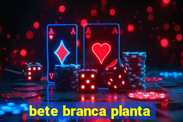 bete branca planta