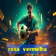 rosa vermelha (letra e cifra)
