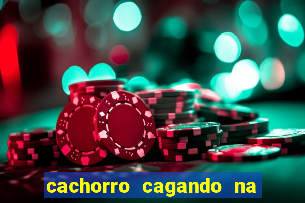 cachorro cagando na camisa do corinthians