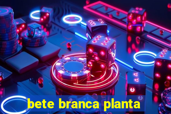 bete branca planta
