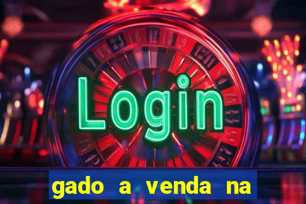 gado a venda na bahia olx