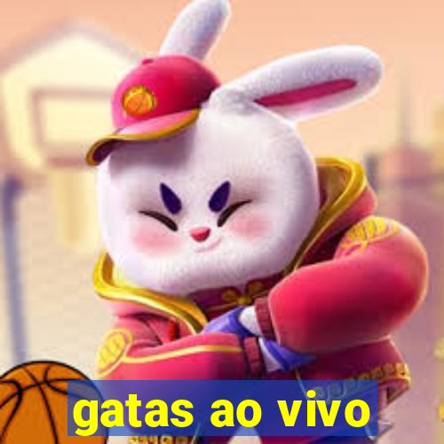 gatas ao vivo